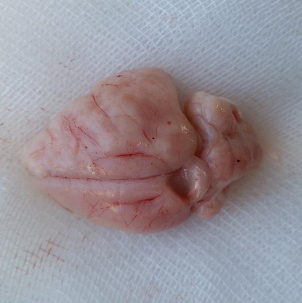34 Şekil 17.Tavşan beyninin süperiordan görüntüsü 3.6.