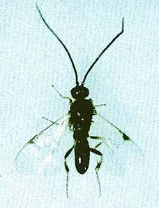 dışarda Ichneumonidae (Asalakarılar): 5-20 mm; çoğunluk siyah; çoğunluk larva-pupa
