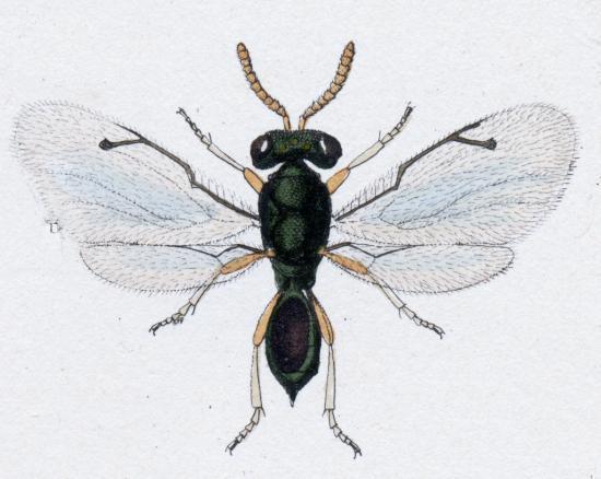 CHALCIDOIDEA ÜSTFAMİLYASI 0.11-45 mm; metalik mavi-yeşil; ön kanatta damarlar azalmış yumurta-larva-pupa asalağı veya fitofag.