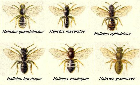 APOIDEA ÜSTFAMİLYASI Apidae: