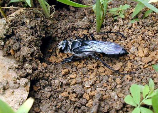 SCOLIOIDEA ÜSTFAMİLYASI Mutillidae (Karıncaarıları): dişiler kanatsız ve karıncalara