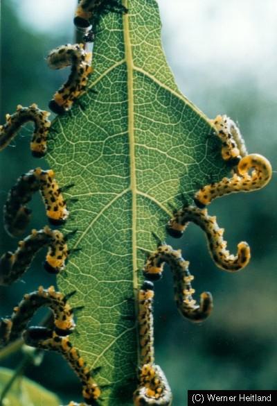 I. ALTTAKIM SYMPHYTA (CHALASTOGASTRA) ergin 2 mm den büyük; thorax ile abdomen