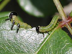 yassı; larvada abdomen bacakları yok; Argidae: 10