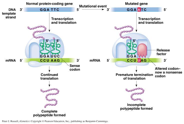 Okuma çerçevesindeki mutasyonlar nlamsız mutasyon (Nonsense mutation) Baz değişikliği DUR