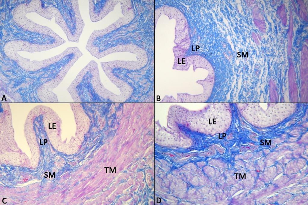 25 Lumeni yıldız şeklinde olan üreter (Şekil 3.2) ile idrar kesesi (Şekil 3.3) ve üretrada (Şekil 3.4) tunika mukozada lamina epitelyalis, lamina propriya ve submukoza görüldü.