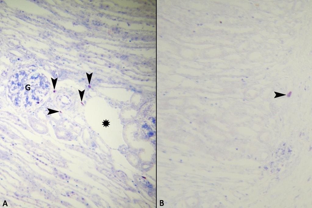 31 Şekil 3.11. Keçi IFAA tespitli mast hücreleri, A: Böbrek korteksi, G: glomerulus, yıldız: damar, Ok başları: mast hücreleri. Toluidin blue. X270. B: Böbrek medullası, Ok başı: mast hücresi.