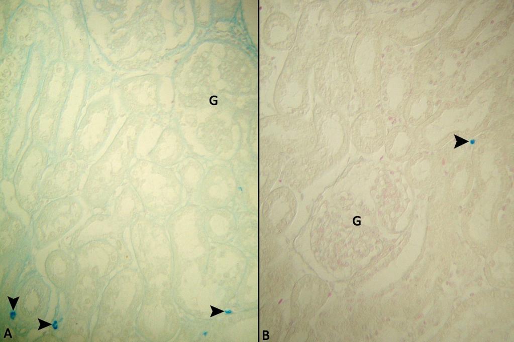 A: Sığır IFAA tespitli böbrek kortesi, G: glomerulus, Ok başları: mast hücreleri. Alcien blue/safranin O.