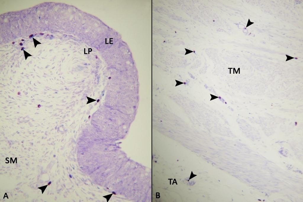 35 Şekil 3.17. Keçi üreter mast hücreleri (IFAA tespitli), A: LE: lamina epitelyalis, LP: lamina propriya, SM: submukoza, Ok başları: mast hücreleri. Toluidin blue. X270.