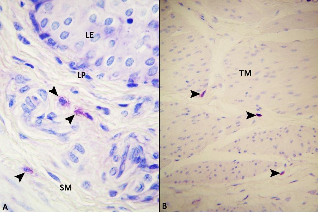37 3.1.3. İdrar Kesesi Sığır, koyun ve keçide her iki tespit solüsyonunda da toluidin blue ile boyanan kesitlerde mast hücreleri metakromazi göstermeleri ile kolaylıkla ayırt edildi.