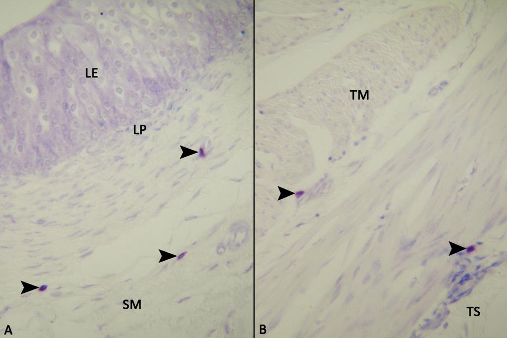 39 Şekil 3.23. Keçi idrar kesesi mast hücreleri (IFAA tespitli), A: LE: lamina epitelyalis, LP: lamina propriya, SM: submukoza, Ok başları: mast hücreleri. Toluidin blue. X550.