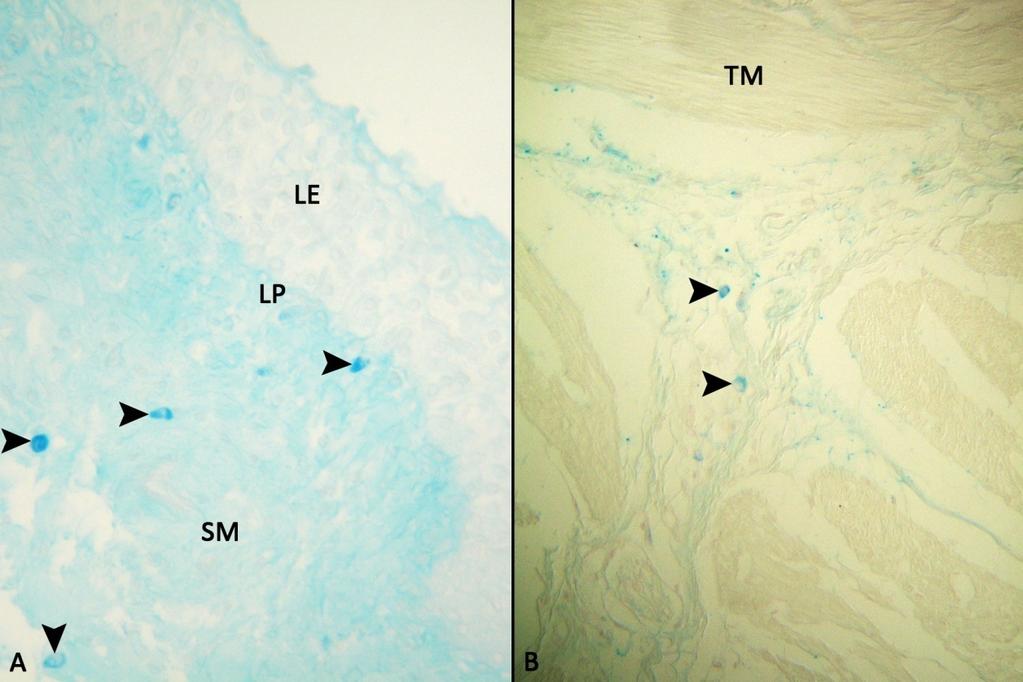 A: Sığır IFAA tespitli idrar kesesi, LE: lamina epitelyalis, LP: lamina propriya, SM: submukoza, Ok başları: mast