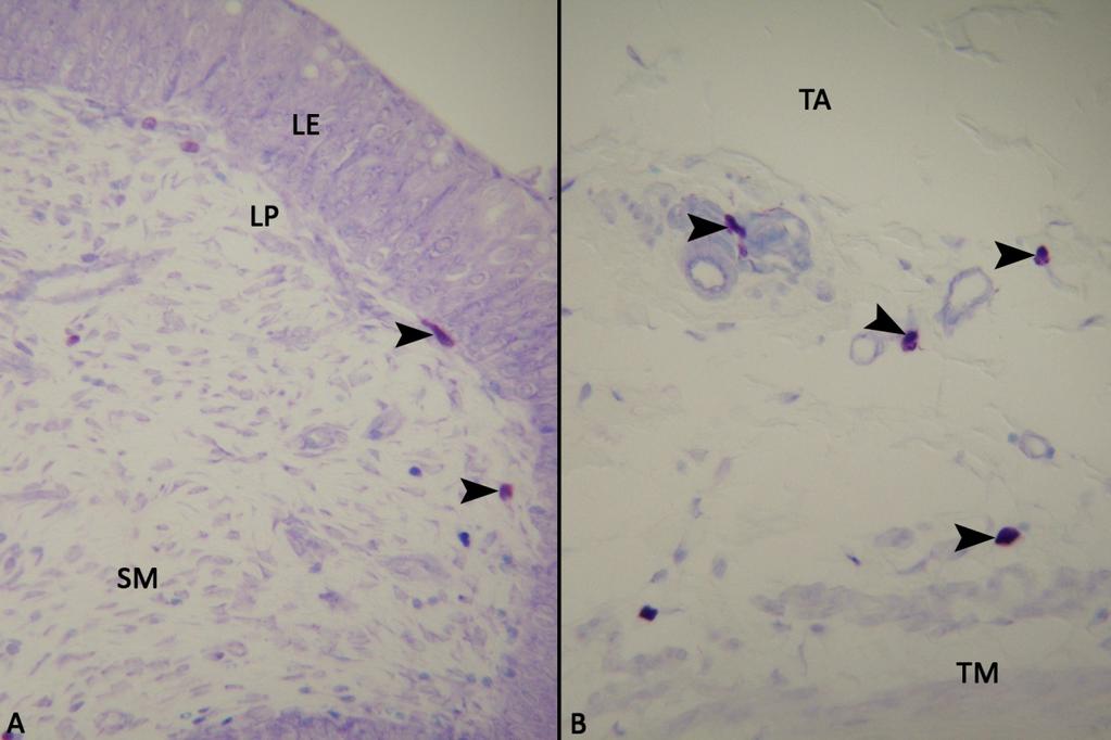 43 Şekil 3.29. Keçi üretra mast hücreleri (IFAA tespitli), A: LE: lamina epitelyalis, LP: lamina propriya, SM: submukoza, Ok başları: mast hücreleri. Toluidin blue. X550.