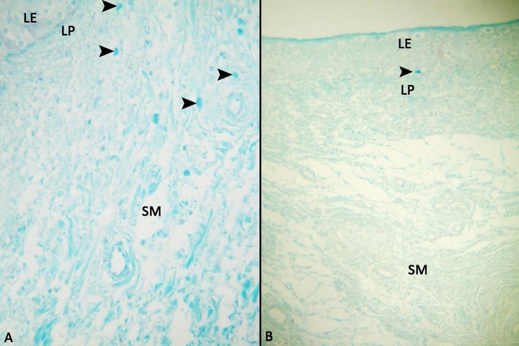 A: Sığır IFAA tespitli üretra, LE: lamina epitelyalis, LP: lamina propriya, SM: submukoza, Ok başları: mast hücreleri.