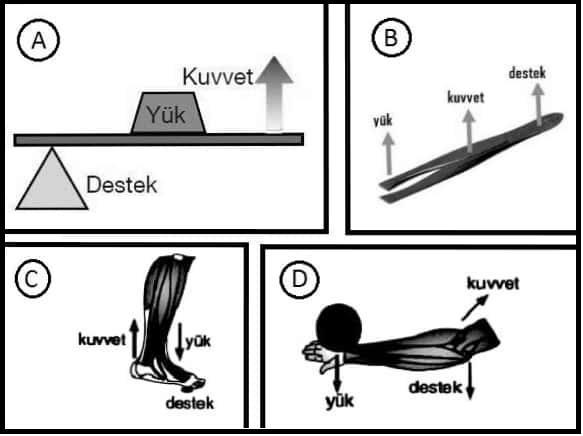 Yalnız 1 1 ve 2 C) 2 ve 3 D) 1,2 ve 3 Yukarıdaki şekillerde kaldıraç türlerine verilen örneklerle ilgili; 1- A ve C kaldıraçlarında giriş kuvveti çıkış kuvvetinden küçüktür.