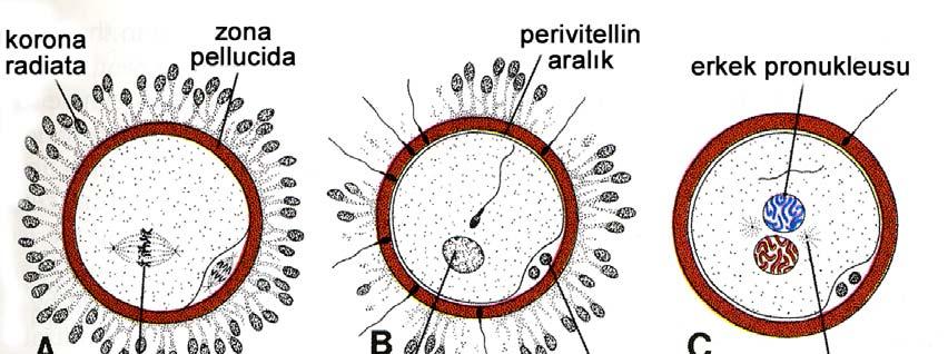 Ovosit çekirdeği = dişi pronükleus Spermatozoon