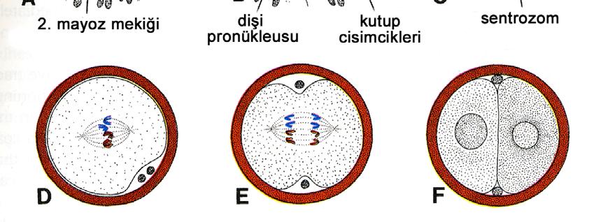 olur Sentrozom ovositin γ-tubulin ve diğer PCM