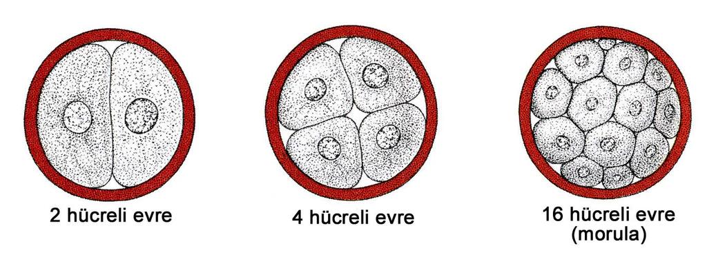 Zigot-Morula (tek hücre-16 hücre) Embriyonel mitoz!!! 30.