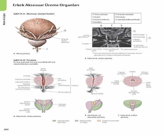 FUNICULUS SPERMATICUS Testis e gelen ve testis ten çıkan yapıların oluşturduğu 15 20 cm uzunluğunda bir kordondur. İçinde ductus deferens, a. testicularis, a. ductus deferentis, a.