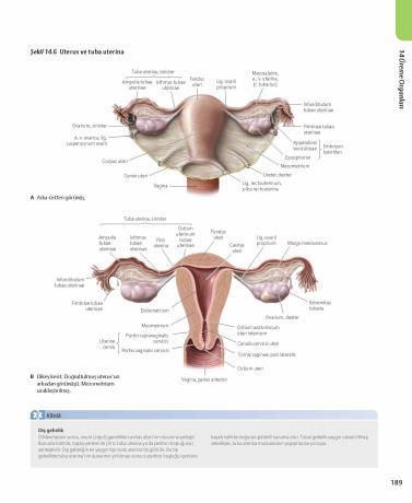 UTERUS Rectum ile mesane arasında yer alır. Üst kısmında tuba uterina ile, aşağıda ise vagina ile birleşir. Armut şeklinde olup, yaklaşık 7.5 cm uzunluğunda, 5 cm genişliğinde, 2.5 cm kalınlığındadır.
