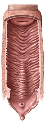 Cervix uteri ile vagina arasında oluşan çıkmazlara fornix vagina denir. Fornix vagina pars anterior, pars lateralis ve pars posterior olmak üzere bölümlere ayrılır.