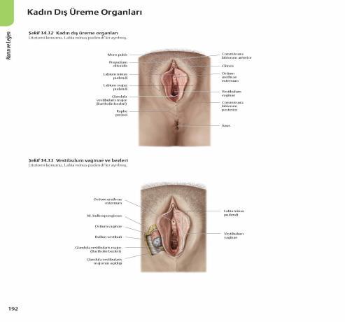 VESTIBULUM VAGINAE Labium minus pudendi ler arasında kalan aralığa vestibulum vaginae denir. Ostium vagina, ostium urethra externum ve gl. vestibularis minoris lerin kanalları buraya açılır.
