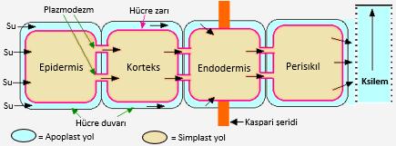 (2011 LYS2 / BİY) Bitkilerde Su ve Mineral Taşınma Mekanizması -Damarlı bitkilerde su ve mineraller iletim doku elemanları olan ksilem (odun boruları) ile taşınır.