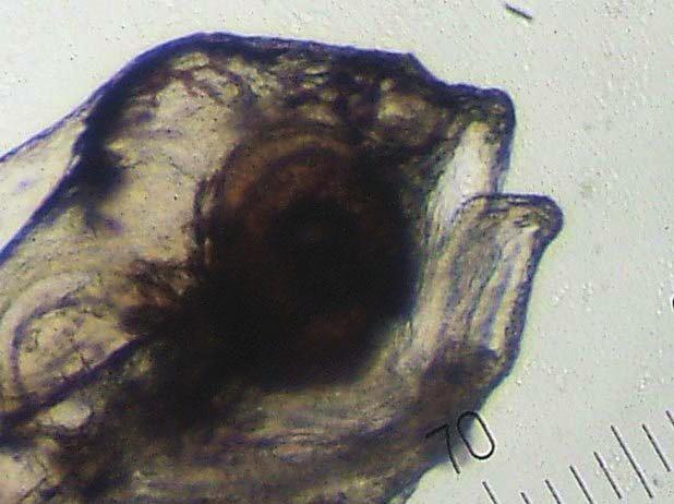 23 Larvalarda a z aç l m gözlendikten sonra eksojen beslemeye S-type (küçük boyutlu) olarak adland r lan Brachionus rotundiformis ve L-type