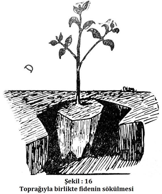 Evvelce seçime tabi tutulmuş bulunan tohumlar onar santimetre mesafe ile sıra halinde ekilirler. Sıralar arasındaki mesafenin de yirmi santim olacak şekilde ayarlanması lazımdır.