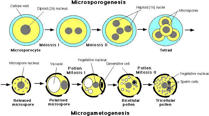 Mısırda anter kültürüne alınan mikrospor hücrelerinin stoplazmasında yer alan ribozomlar düşük yoğunluktadır.