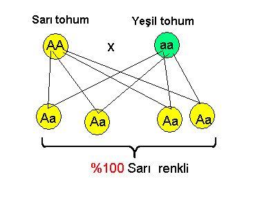 1. Örnek: 2. Örnek; 3.