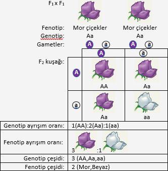 oldu. Geliştirilen yeni bir yöntemle önce İskoç ya da koyun, sonra ABD de