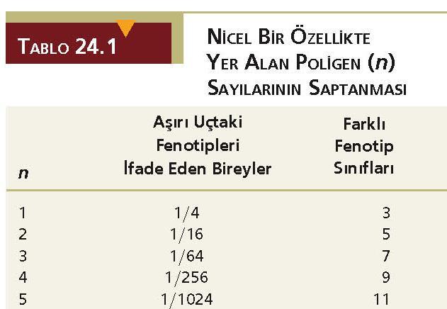 Çoklu gen (poligen) sayısının hesaplanması Nilsson-Ehles in buğday taneleri ile yaptığı F 2 çaprazlamasında atasal fenotipe sahip bireylerden herhangi birinin (kırmızı veya