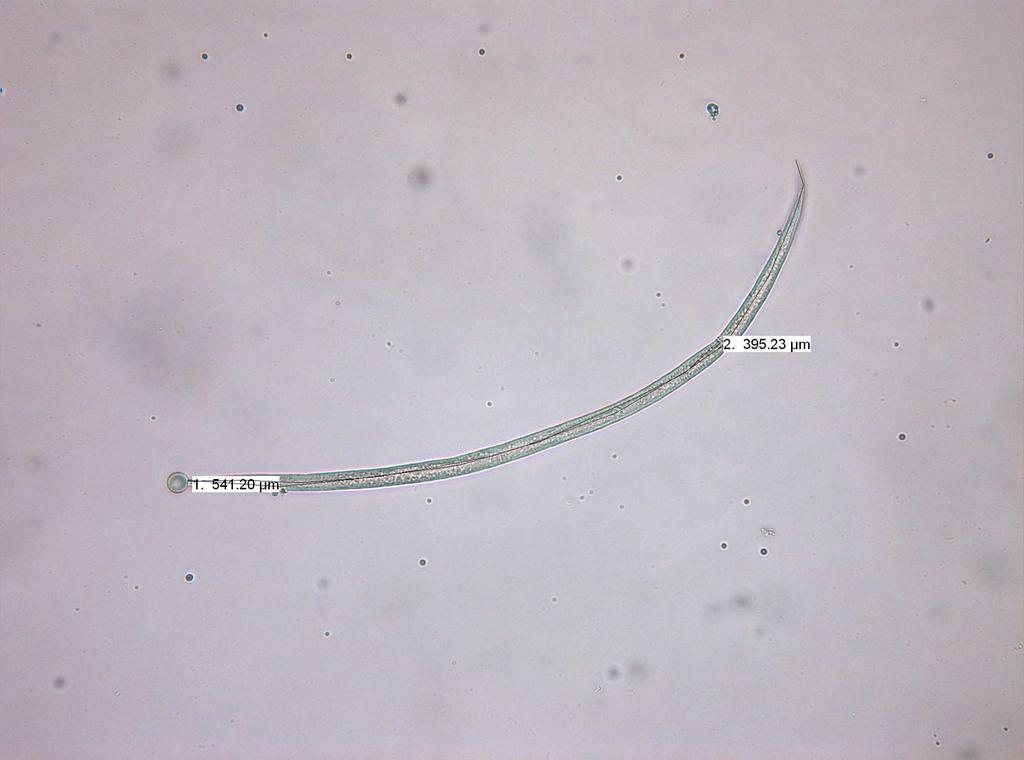 Şekil 4.13 Ditylenchus parvus genel görünümü (Dişi) Cins: Helicotylenchus Steiner, 1945 Syn: Zimmermania Shamsi, 1973 Çalışmada bu cinse bağlı dört tür tespit edilmişdir.