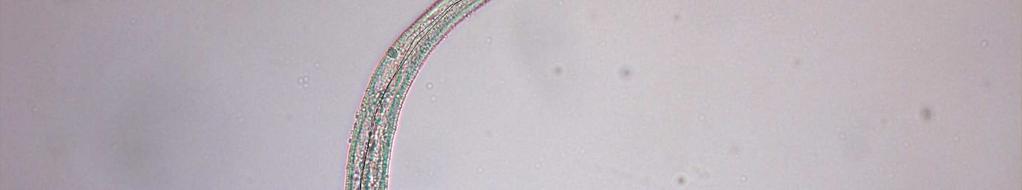 Helicotylencus cinsinin tip türü olan H. nannus' un ilk bulunduğu yer fasülye (Phaseolus lunatus L.