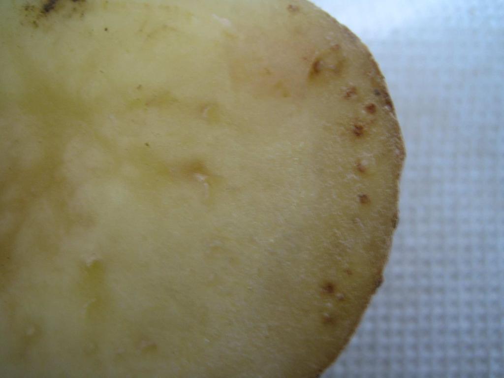 Bölgesi Patates ekiliş alanlarında