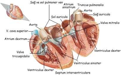 Atrium sinistrum: (Sol atrium) Pulmoner venler yolu ile akciğerlerden oksijenize kanı alan kalp boģluğudur.