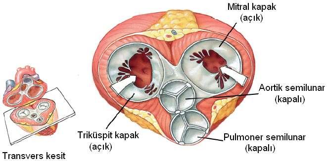 Valva Trunci Pulmonalis: Sağ ventriküle gelen kan pulmoner delik (ostium trunci pulmonalis) aracılığı ile truncus pulmonalis (a.pulmonalis) yolu üzerinden akciğerlere pompalanır.