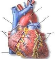Kalbin tabakalarını sayınız. Kalbin arter ve venlerini resimde gösteriniz.