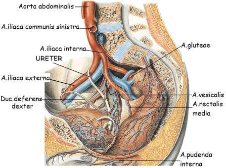 Resim 2.29: Pelvis arterleri (sağ dıģ yandan görünüģ) 2.6.1.