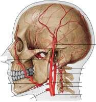 BaĢ ve boynun kanlanmasını sağlayan arterleri sıralayınız. A.