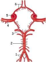 Arterlerin adlarını yazarak tekrar edebilirsiniz. A.