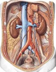 Göğsün kanlanmasını sağlayan arterleri sıralayınız.