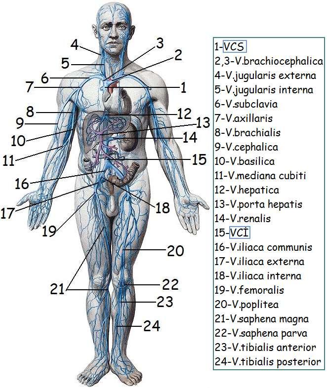 Resim 3.3: Vücuttaki venler Vena cava superiora katılan baģ, boyun venleri, üst ekstremite venleri ve göğüs venleri bölgesel olarak incelenecektir. 3.1.