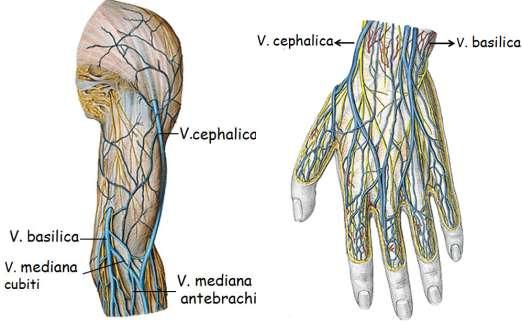 3.1.2.2. Üst Ekstremitenin Yüzeyel Venleri Önkol ve kolun yüzeyel venleri Ģunlardır. V.cephalica: El sırtı toplardamar ağının (arcus venosus palmaris superficialis) dıģ tarafından baģlar.