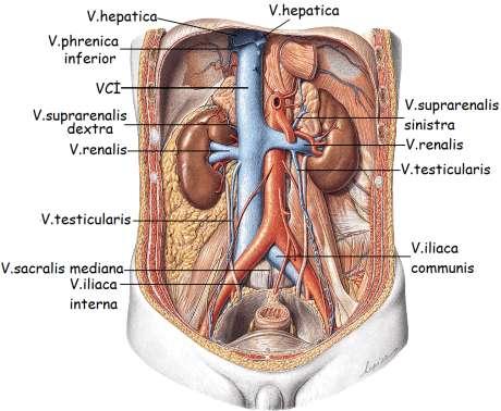 V.cava inferiora karın boģluğunda katılan venler Ģunlardır. V.lumbales: Bel toplardamarları olup aynı addaki 4 çift artere eģlik eder. V.testicularis: (kadında v.ovarica) Sağda direkt olarak v.