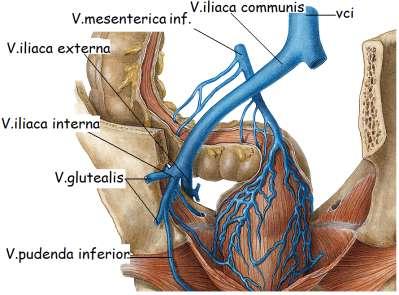 3.2.2.1. Alt Ekstremite Derin Venleri Resim 3.20: Pelvis venleri Alt ekstremite venleri de üst ekstremitelerde olduğu gibi derin ve yüzeyel venler olarak ele alınır.