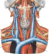 UYGULAMA FAALĠYETĠ UYGULAMA FAALĠYETĠ Venlerin anatomisini ve direkt radyografilerinde