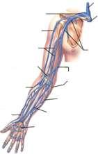 Üst ekstremite venlerini resimde gösteriniz.