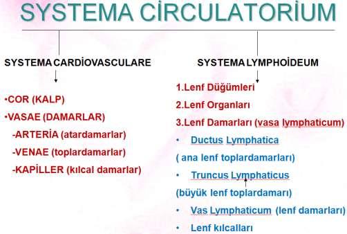 ÖĞRENME FAALĠYETĠ 1 ÖĞRENME FAALĠYETĠ 1 AMAÇ Kalbin anatomisini ve direkt radyografilerinde anatomik yapıyı ayırt edebileceksiniz.