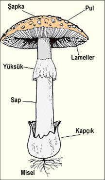 Mantarlar genel özellikleri Eukaryotik, sporla ürerler, eşeyli ve eşeysiz üreme görülür, Mantarlar hayvanlar gibi aktif hareket edemezler bitkiler gibi klorofil de taşımazlar, heterotrofdurlar.